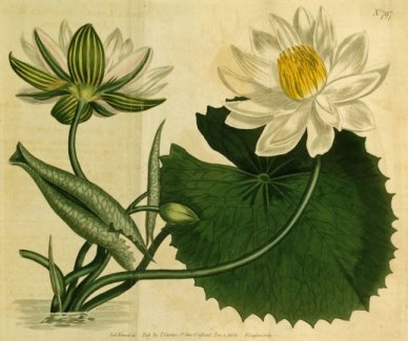 Nymphaea lotus var. lotus