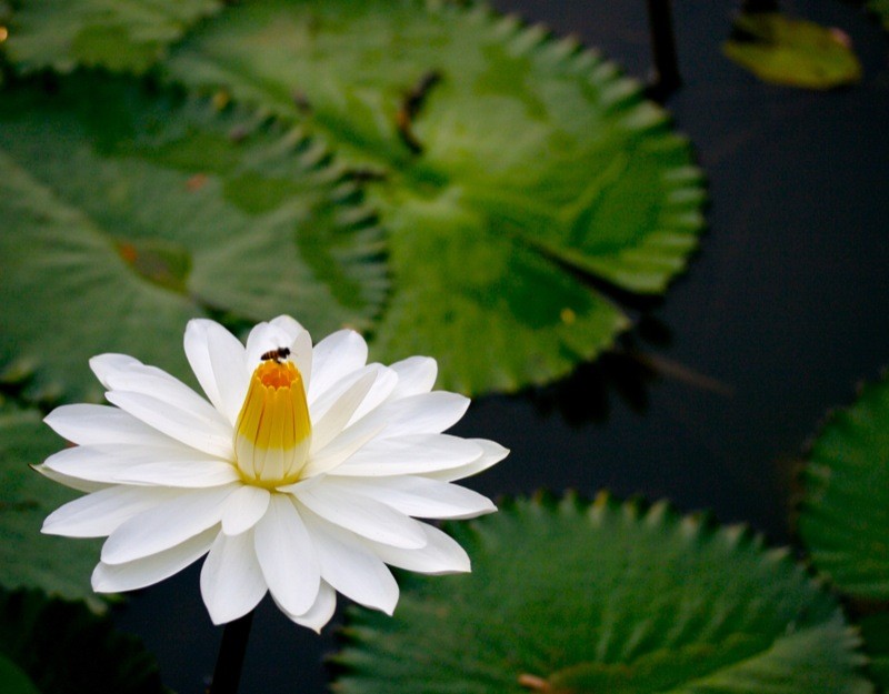 Nymphaea lotus var. lotus photo 2