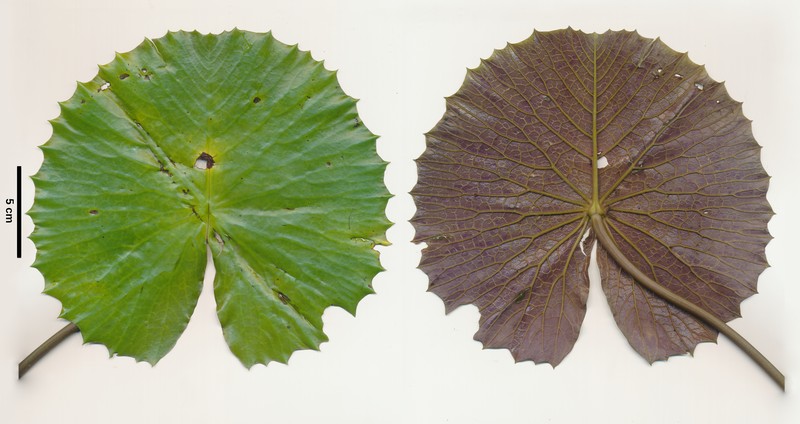 Nymphaea lotus var. thermalis photo 2