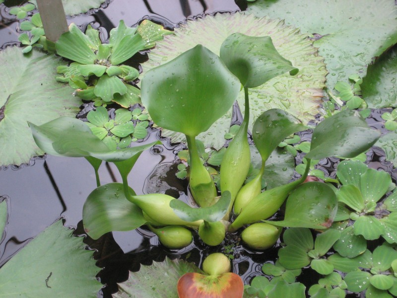 Nymphaea lotus var. thermalis photo 3