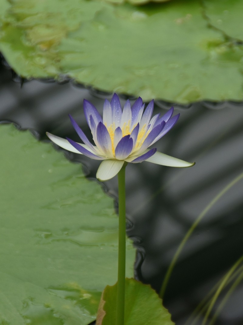 Nymphaea lukei