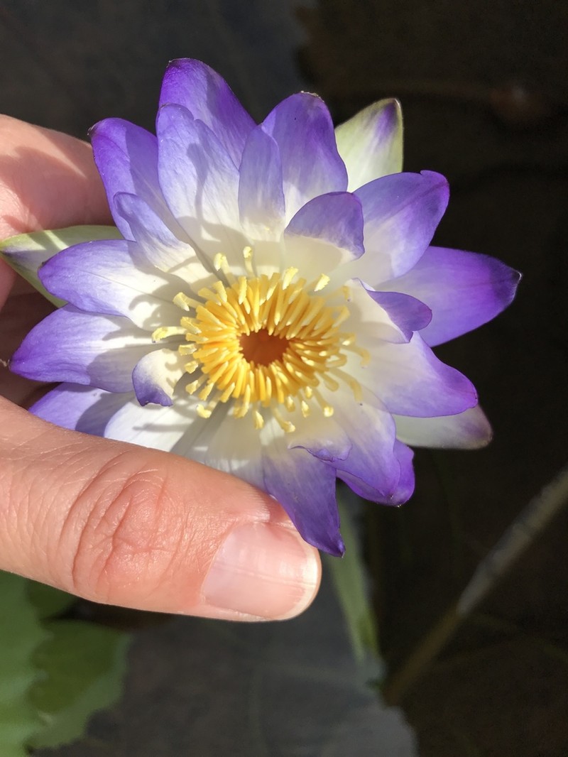Nymphaea lukei photo 2