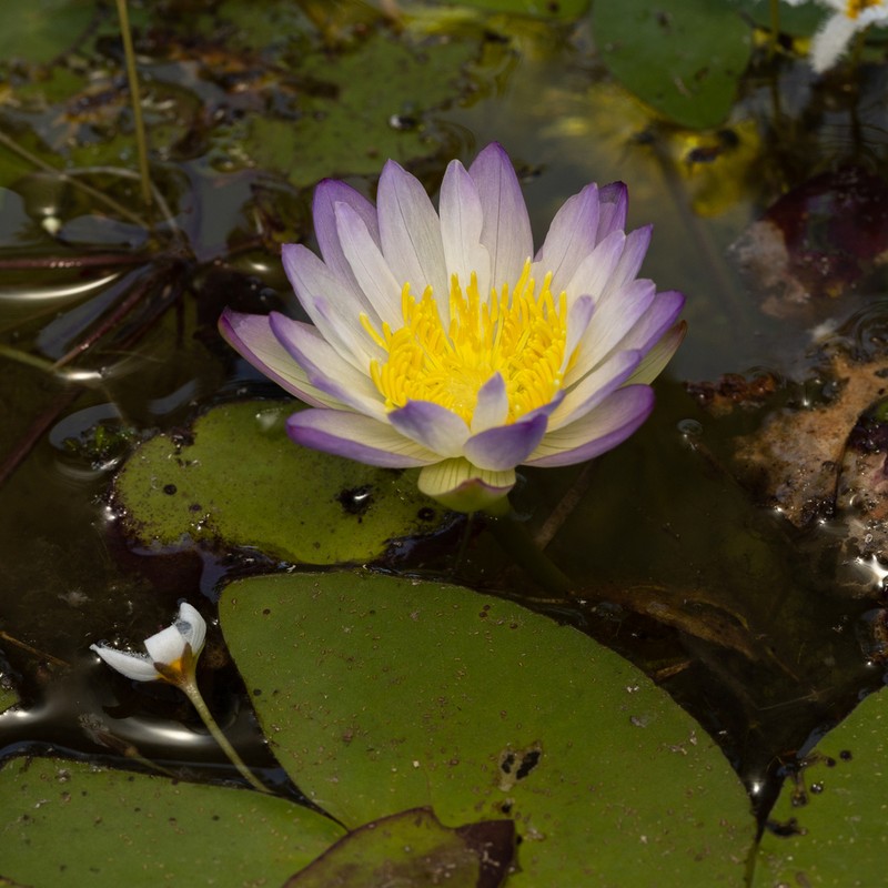 Nymphaea lukei photo 3
