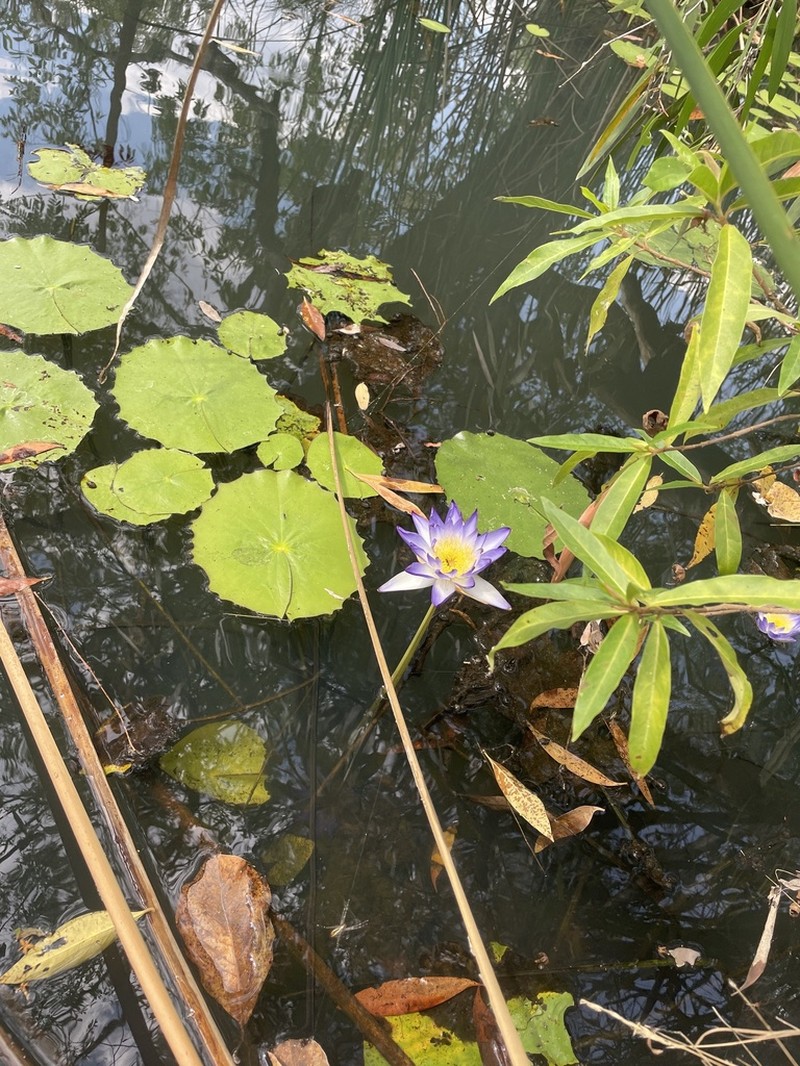 Nymphaea lukei photo 4