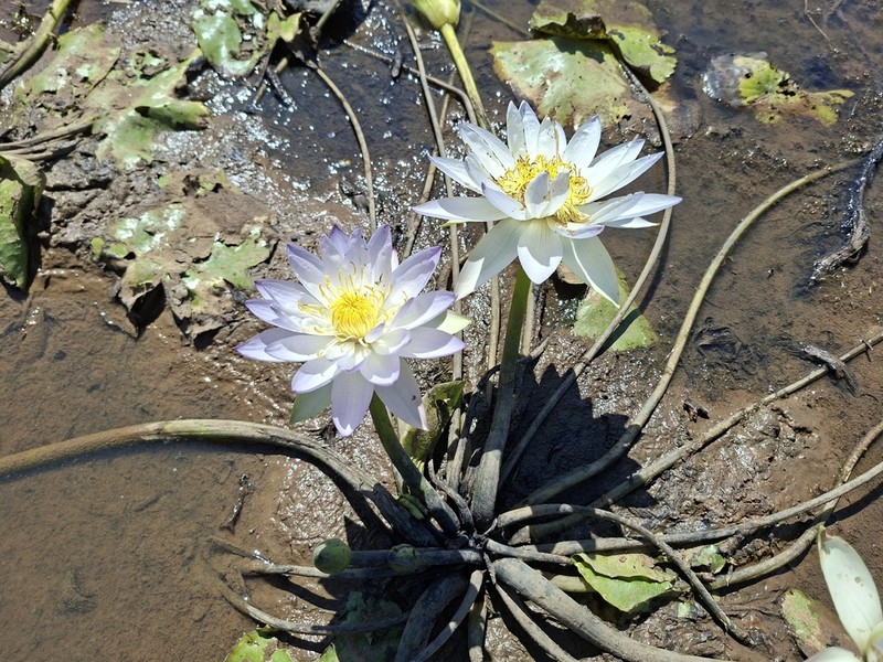 Nymphaea lukei photo 5
