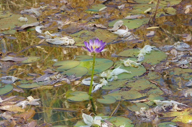 Nymphaea lukei photo 6