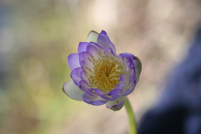 Nymphaea lukei photo 7