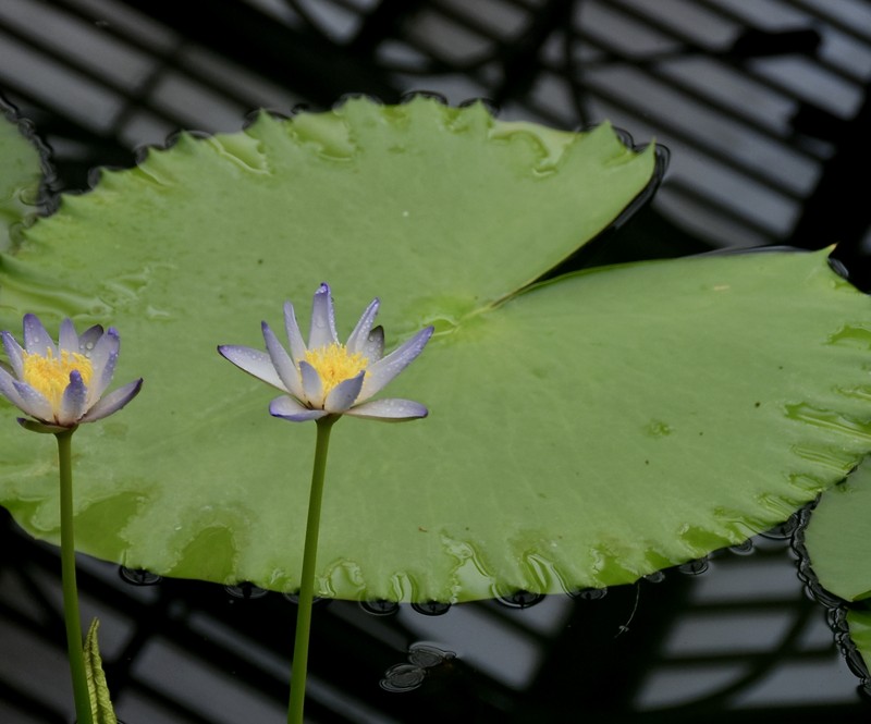 Nymphaea macrosperma