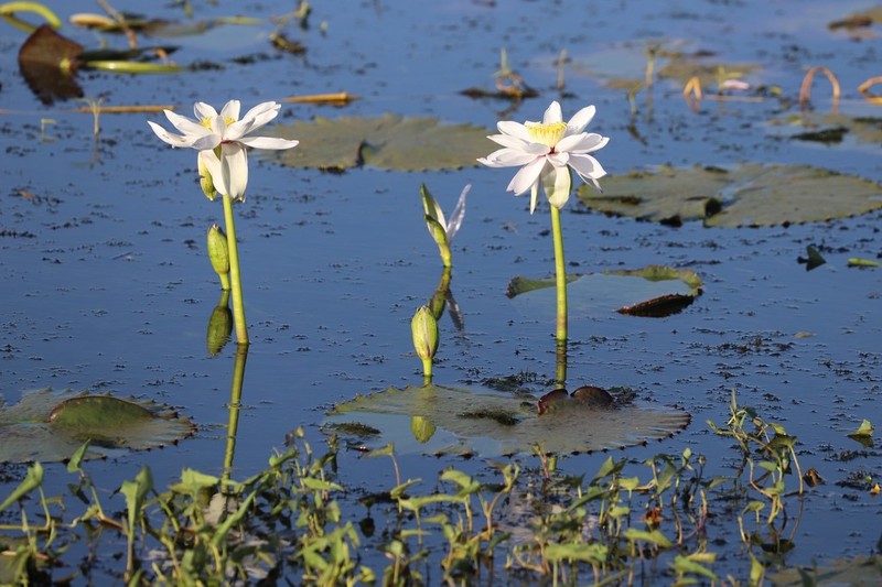Nymphaea macrosperma photo 2