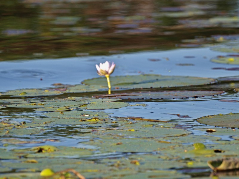 Nymphaea macrosperma photo 3