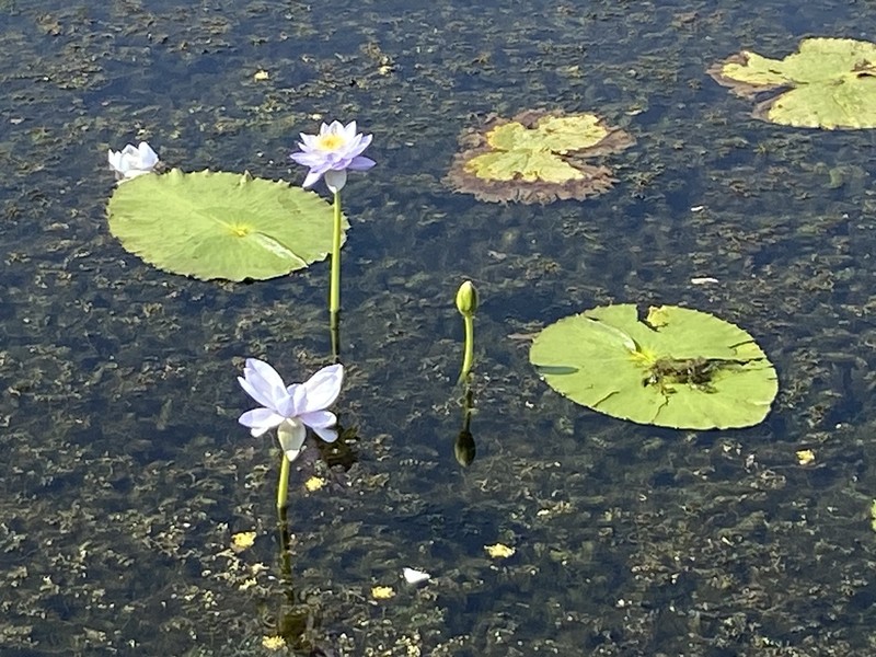 Nymphaea macrosperma photo 4