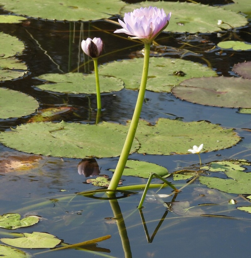 Nymphaea macrosperma photo 5