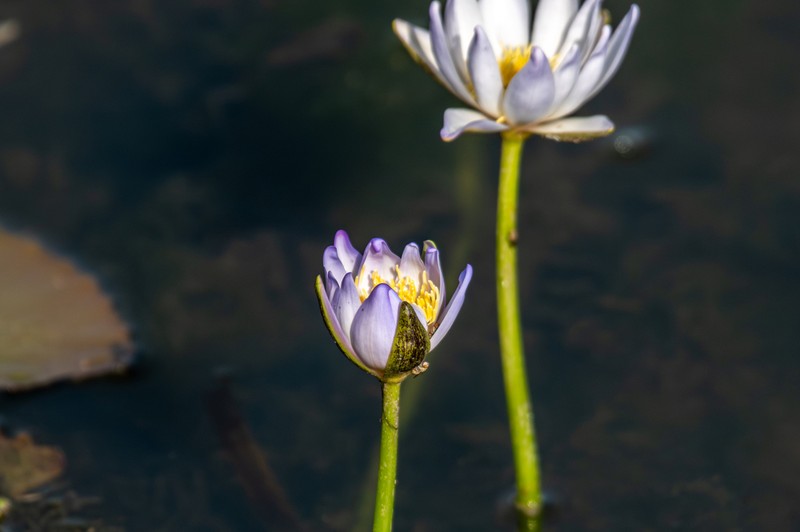 Nymphaea macrosperma photo 6