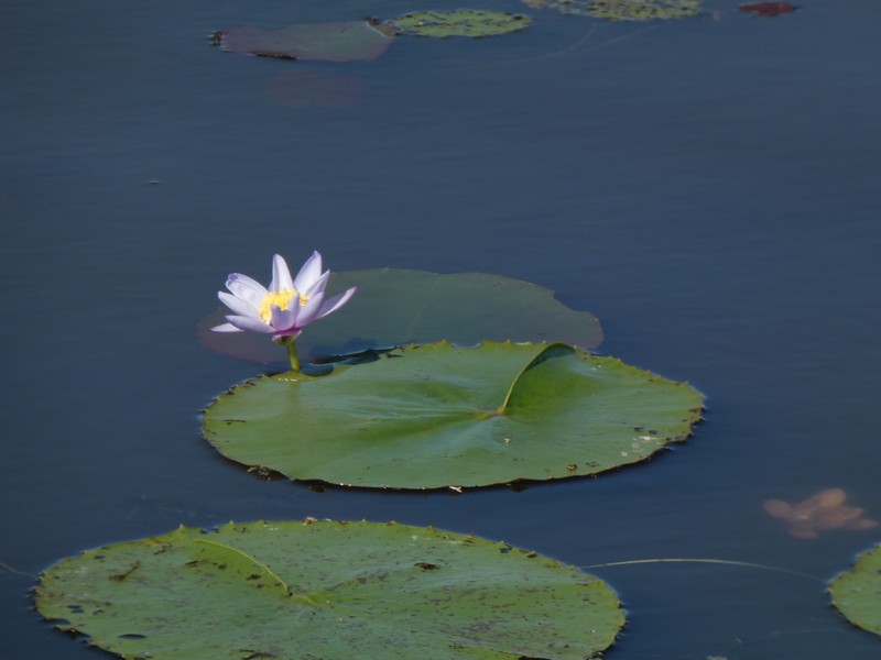 Nymphaea macrosperma photo 7