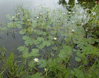 Nymphaea maculata