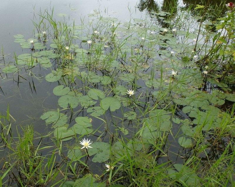 Nymphaea maculata