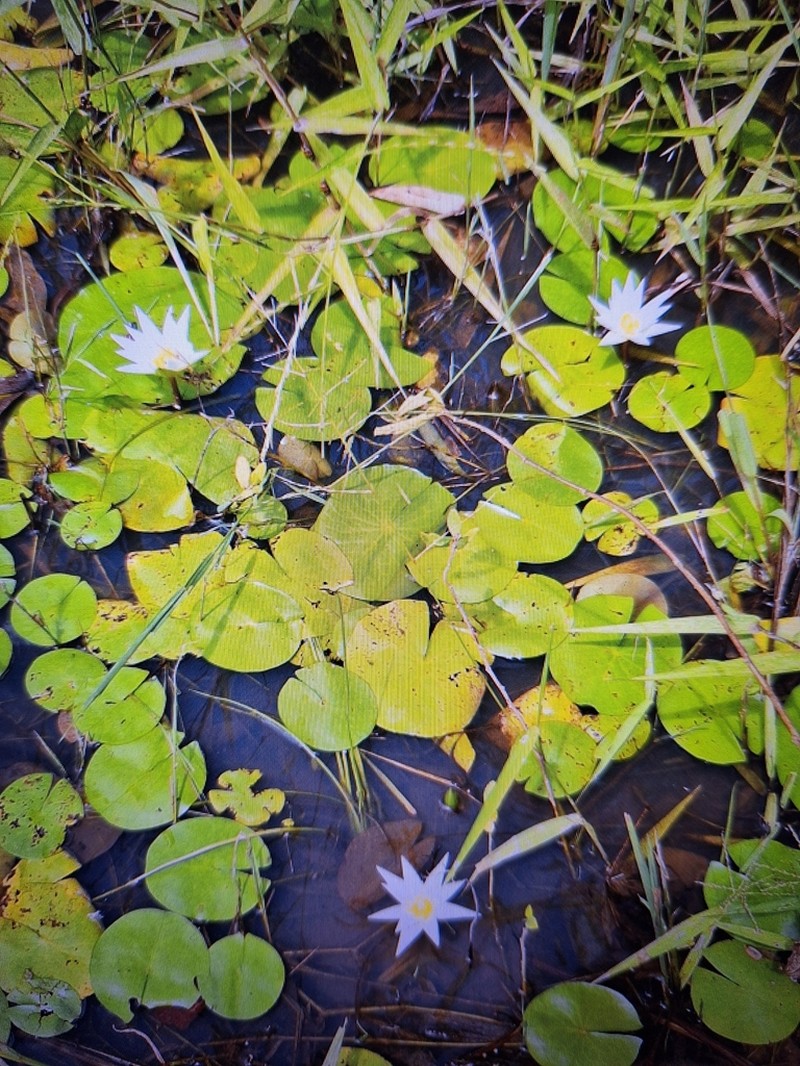 Nymphaea maculata photo 2