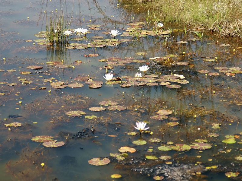 Nymphaea maculata photo 3