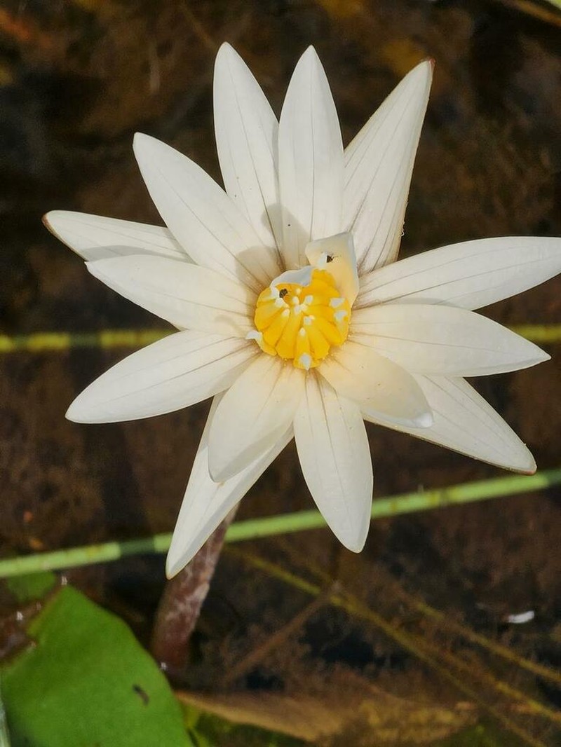 Nymphaea maculata photo 4