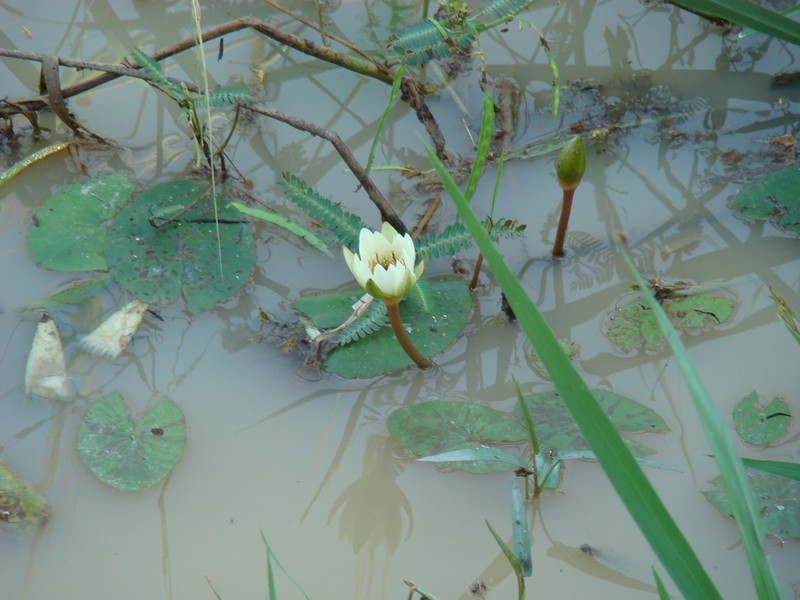 Nymphaea maculata photo 5