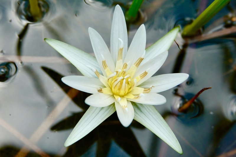 Nymphaea maculata photo 6