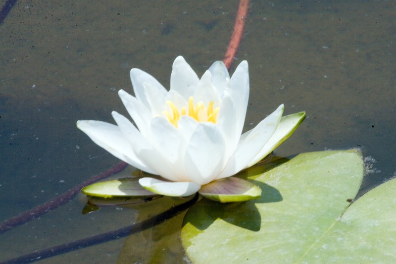 Waterlily photo 2