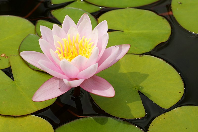 Waterlily