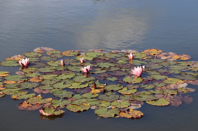 Waterlily photo 3