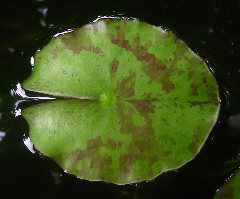 Yellow Waterlily photo 2