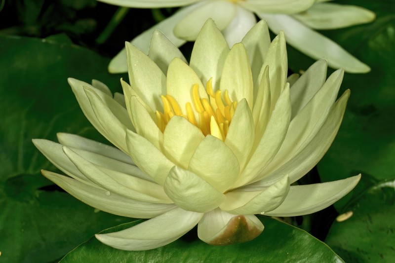 Yellow Waterlily photo 3