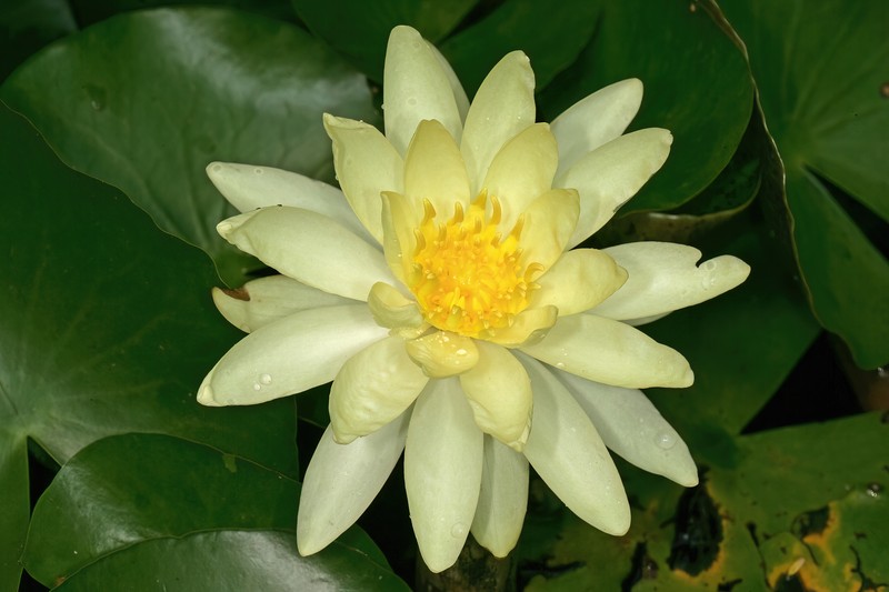Yellow Waterlily photo 4