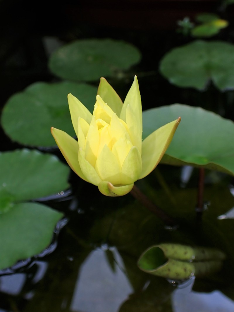Yellow Waterlily photo 5