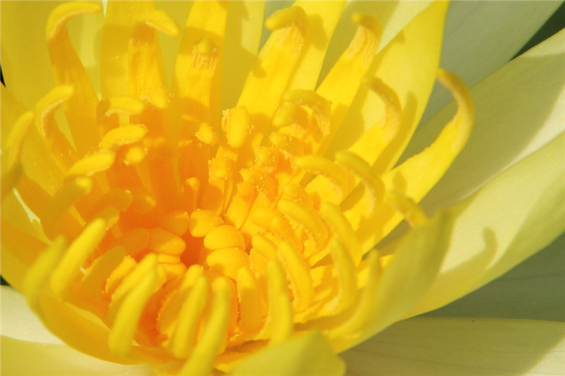 Yellow Waterlily photo 6