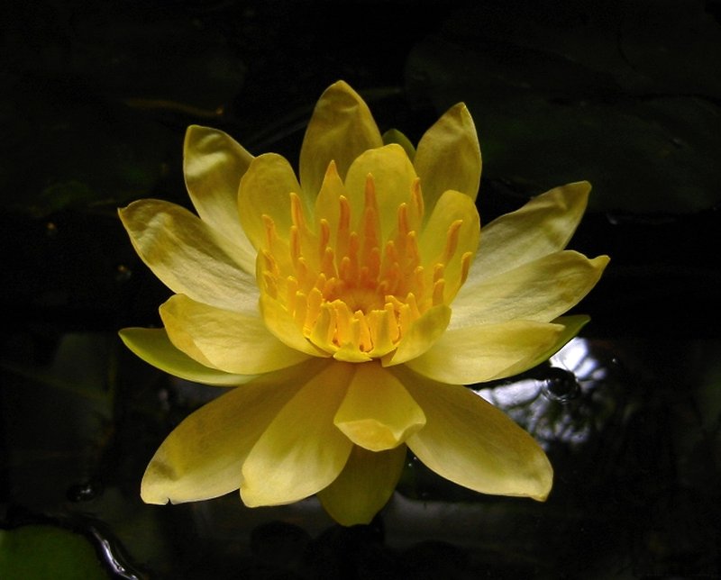 Yellow Waterlily