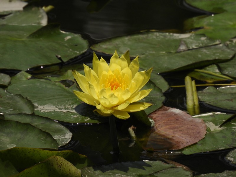 Yellow Waterlily photo 6
