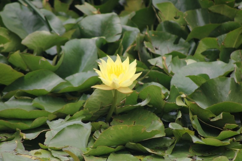 Yellow Waterlily photo 7