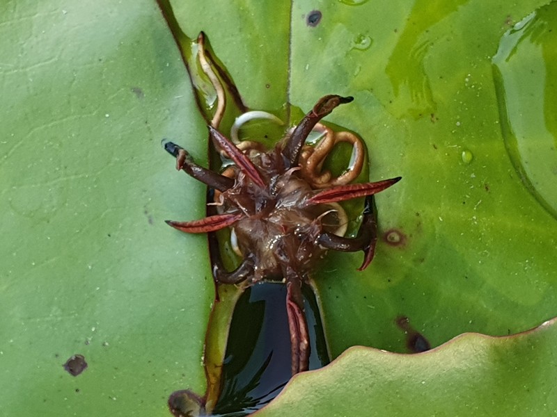 Nymphaea micrantha photo 2