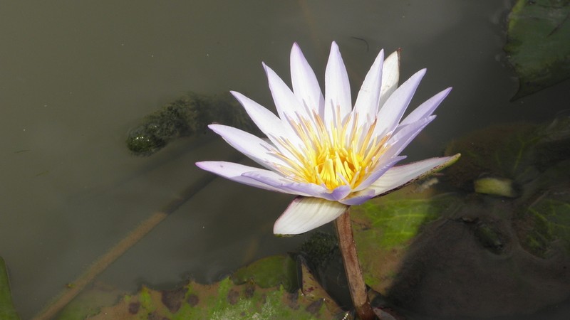 Nymphaea micrantha photo 3