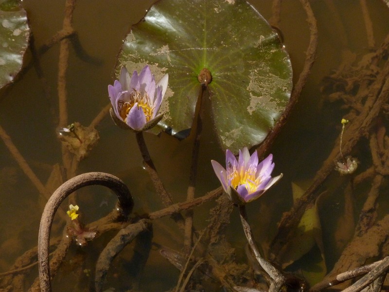 Nymphaea micrantha photo 4