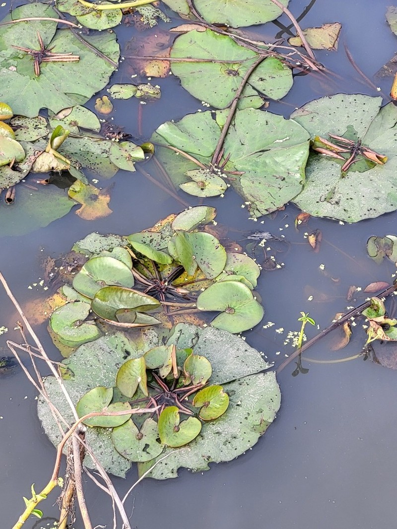 Nymphaea micrantha photo 5