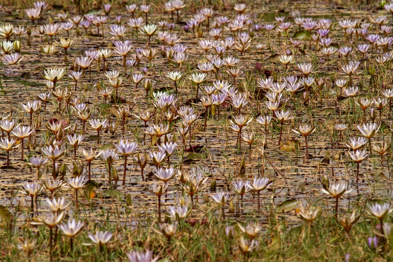 Nymphaea micrantha photo 6