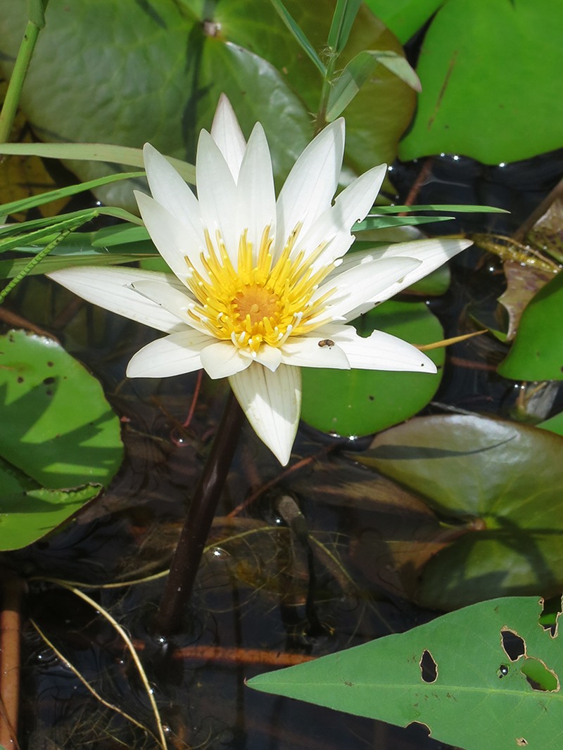 Nymphaea micrantha photo 7