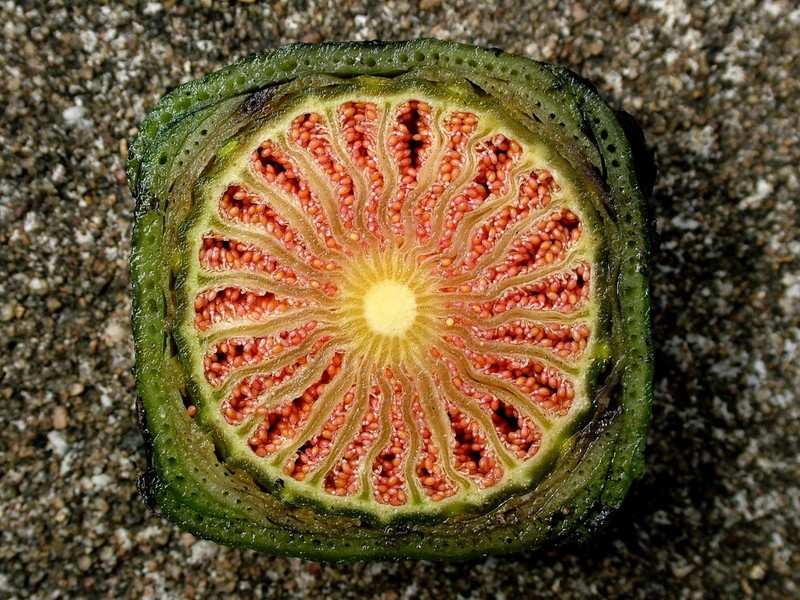 Nymphaea nouchali