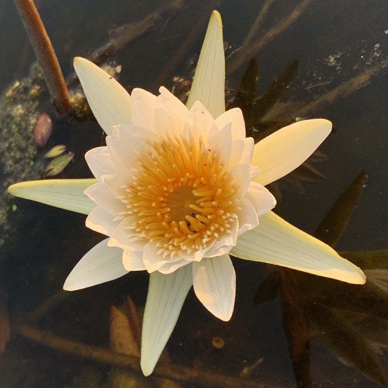 Nymphaea nouchali photo 2