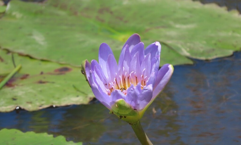 Nymphaea nouchali photo 3