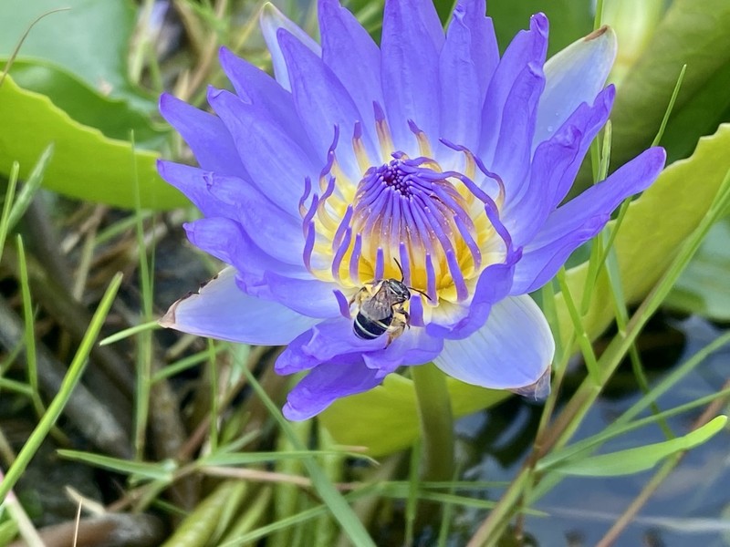Nymphaea nouchali photo 4