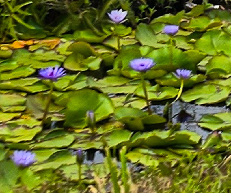 Nymphaea nouchali photo 5