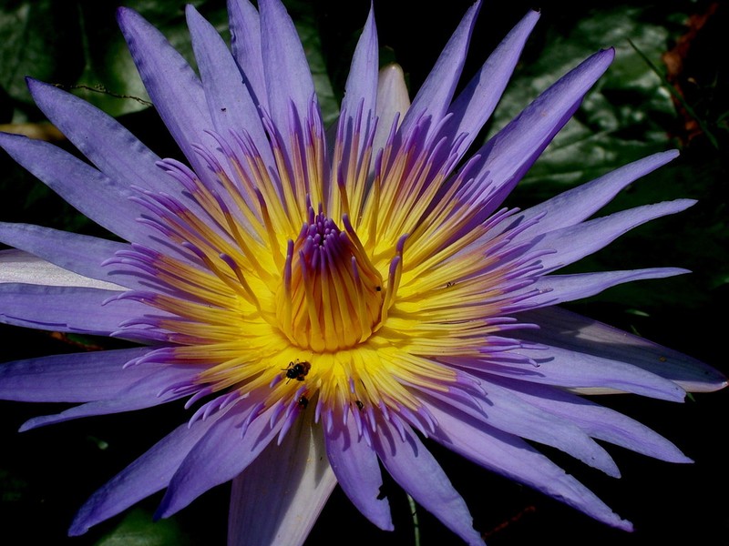 Nymphaea nouchali photo 6