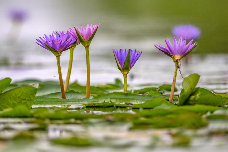 Nymphaea nouchali photo 7