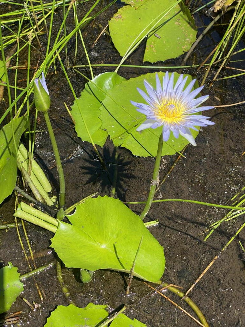 Nymphaea nouchali photo 8